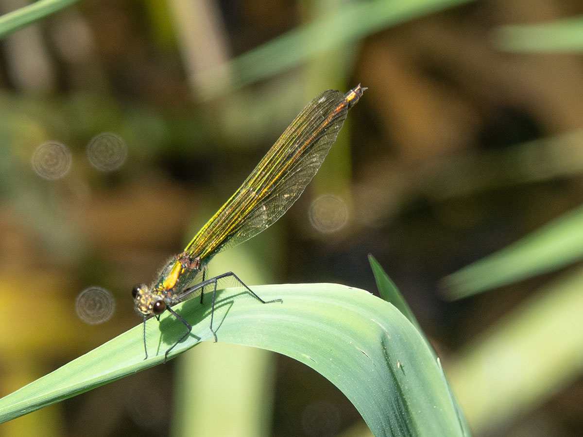 Calopteryx_splendens